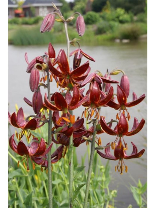 Lelija (Lot Lilium) 'Claude Shride'-LELIJOS-SVOGŪNINĖS GĖLĖS