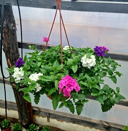 Verbena "MIX" - nuotrauka 2