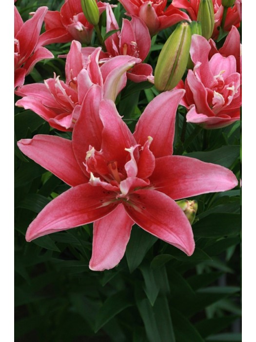 Lelija (Lot Lilium) 'Double Lady'-LELIJOS-SVOGŪNINĖS GĖLĖS