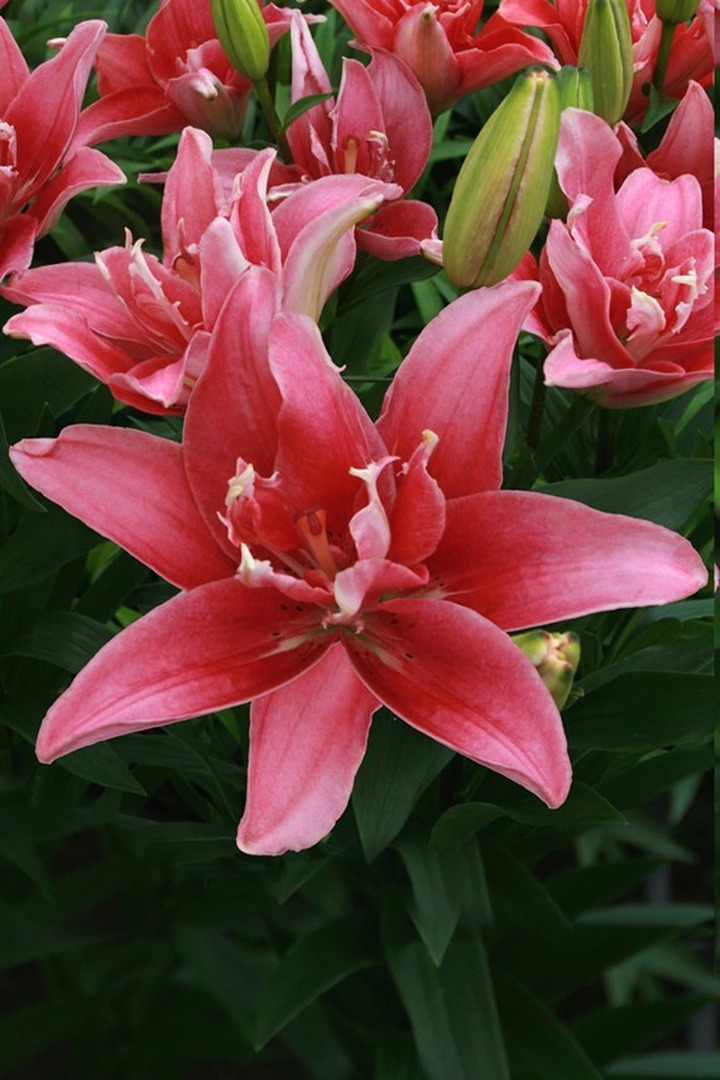 Lelija (Lot Lilium) 'Double Lady'-LELIJOS-SVOGŪNINĖS GĖLĖS