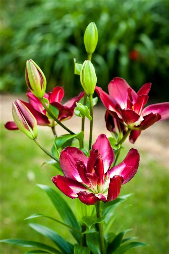 Lelija (Lot Lilium) 'Double Sensation'-LELIJOS-SVOGŪNINĖS GĖLĖS