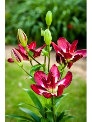 Lelija (Lot Lilium) 'Double Sensation'-LELIJOS-SVOGŪNINĖS GĖLĖS