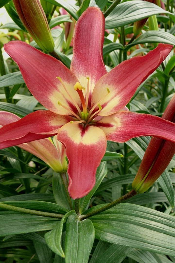 Lelija (Lot Lilium) 'Easy Dream'-LELIJOS-SVOGŪNINĖS GĖLĖS