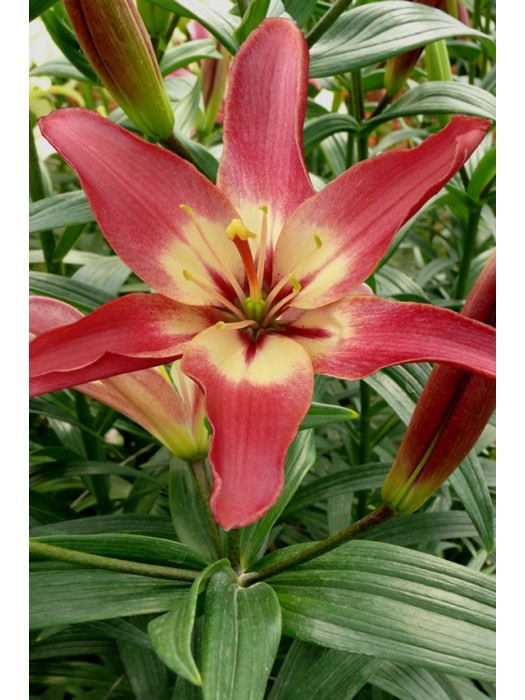 Lelija (Lot Lilium) 'Easy Dream'-LELIJOS-SVOGŪNINĖS GĖLĖS