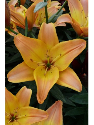 Lelija (Lot Lilium) 'Easy Fantasy'-LELIJOS-SVOGŪNINĖS GĖLĖS