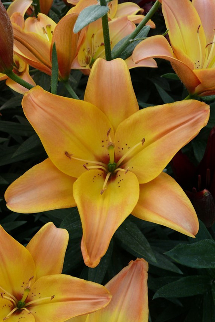 Lelija (Lot Lilium) 'Easy Fantasy'-LELIJOS-SVOGŪNINĖS GĖLĖS