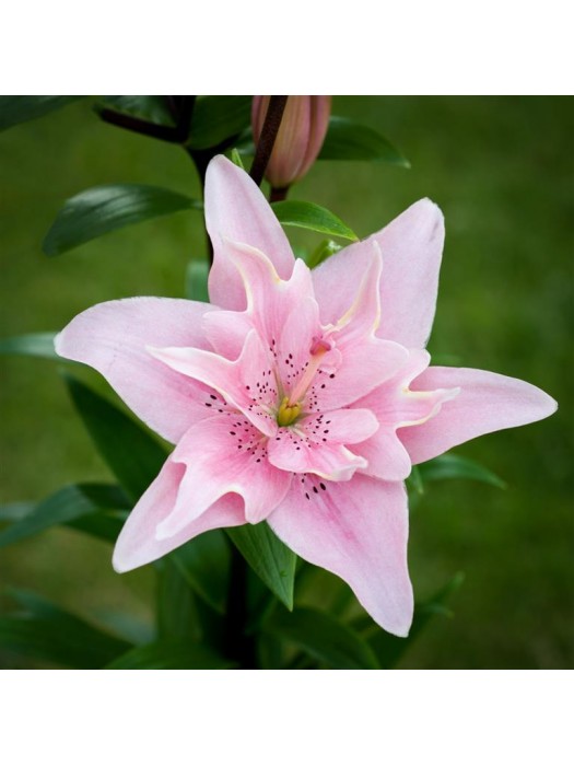 Lelija (Lot Lilium) 'Elodie'-LELIJOS-SVOGŪNINĖS GĖLĖS