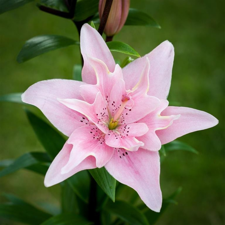 Lelija (Lot Lilium) 'Elodie'-LELIJOS-SVOGŪNINĖS GĖLĖS