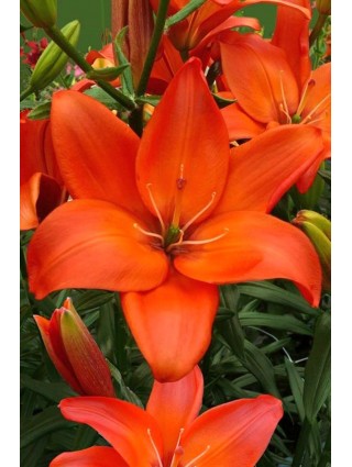 Lelija (Lot Lilium) 'Easy Love'-LELIJOS-SVOGŪNINĖS GĖLĖS