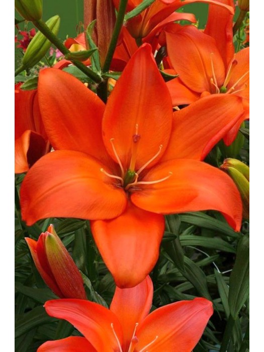 Lelija (Lot Lilium) 'Easy Love'-LELIJOS-SVOGŪNINĖS GĖLĖS