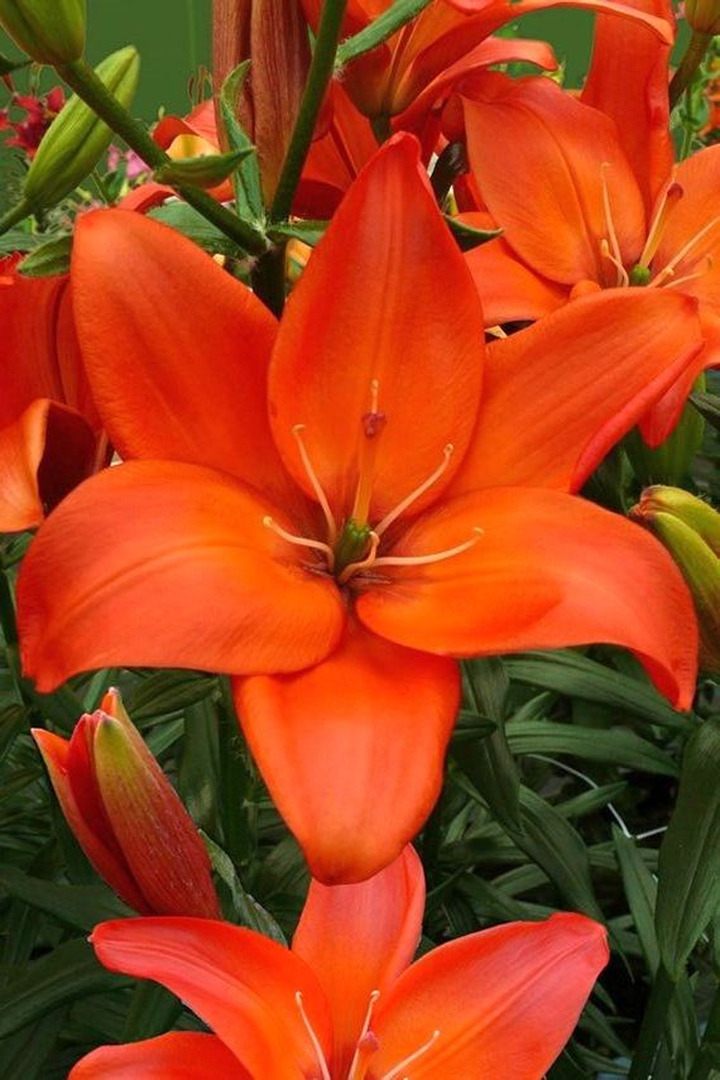 Lelija (Lot Lilium) 'Easy Love'-LELIJOS-SVOGŪNINĖS GĖLĖS