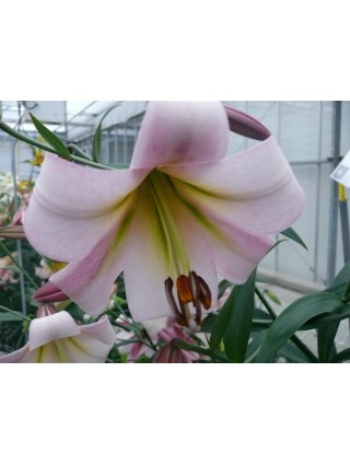 Lelija (Lot Lilium) 'Eastern Moon'-LELIJOS-SVOGŪNINĖS GĖLĖS