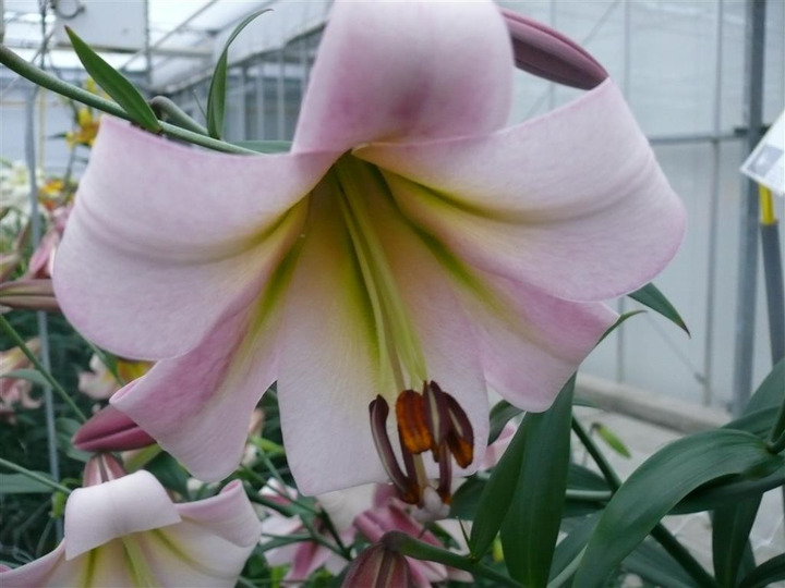 Lelija (Lot Lilium) 'Eastern Moon'-LELIJOS-SVOGŪNINĖS GĖLĖS