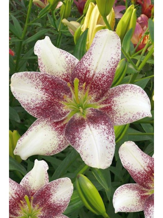 Lelija (Lot Lilium) 'Easy Spot'-LELIJOS-SVOGŪNINĖS GĖLĖS
