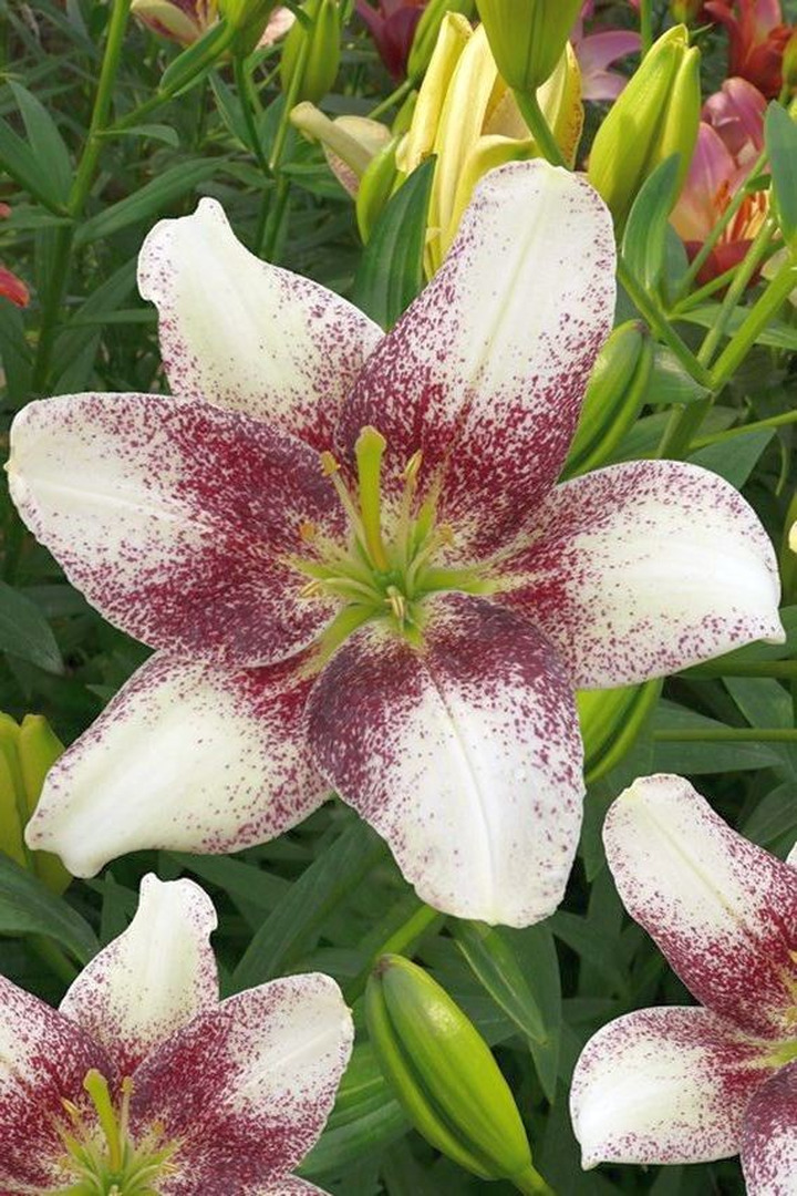 Lelija (Lot Lilium) 'Easy Spot'-LELIJOS-SVOGŪNINĖS GĖLĖS