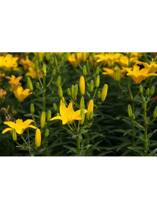 Lelija (Lot Lilium) 'Easy Sun'-LELIJOS-SVOGŪNINĖS GĖLĖS