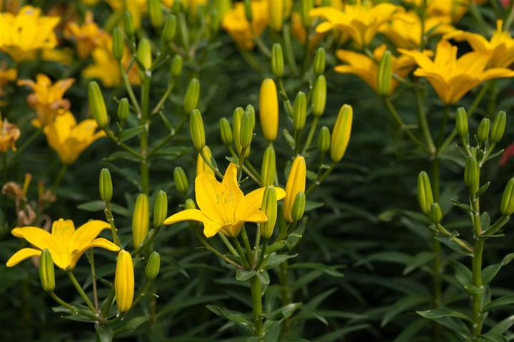 Lelija (Lot Lilium) 'Easy Sun'-LELIJOS-SVOGŪNINĖS GĖLĖS