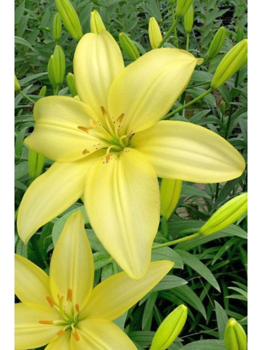 Lelija (Lot Lilium) 'Easy Vanilla'-LELIJOS-SVOGŪNINĖS GĖLĖS