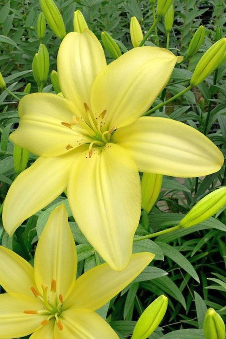Lelija (Lot Lilium) 'Easy Vanilla'-LELIJOS-SVOGŪNINĖS GĖLĖS