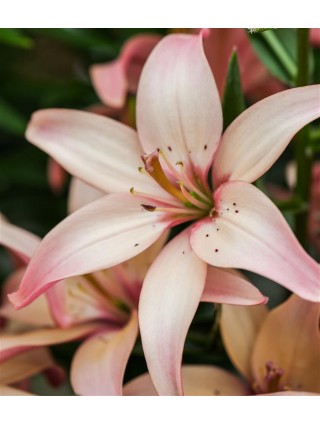 Lelija (Lot Lilium) 'Easy Waltz'-LELIJOS-SVOGŪNINĖS GĖLĖS