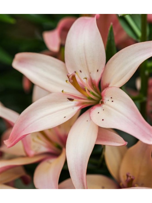 Lelija (Lot Lilium) 'Easy Waltz'-LELIJOS-SVOGŪNINĖS GĖLĖS