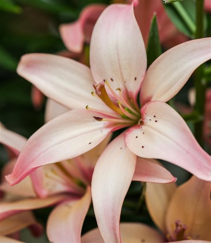 Lelija (Lot Lilium) 'Easy Waltz'-LELIJOS-SVOGŪNINĖS GĖLĖS