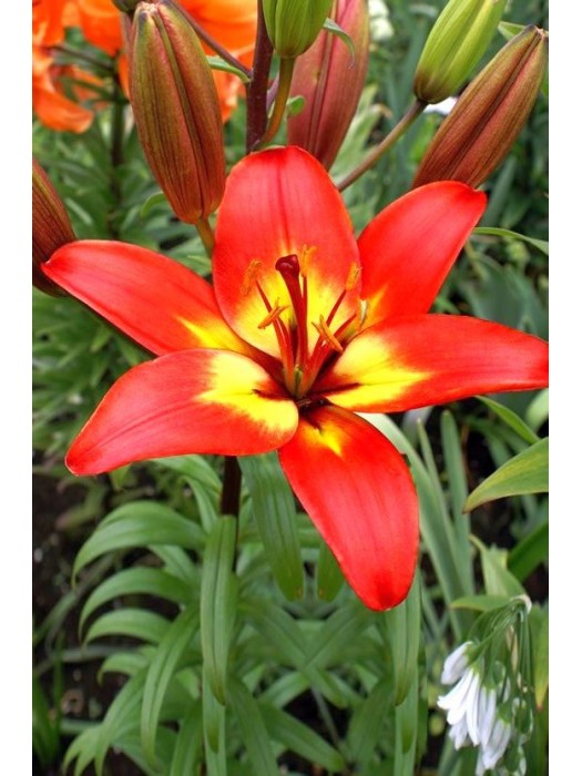 Lelija (Lot Lilium) 'Forever Linda'-LELIJOS-SVOGŪNINĖS GĖLĖS