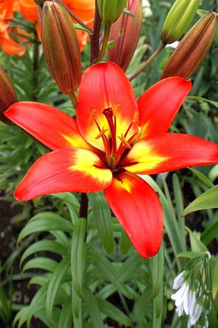 Lelija (Lot Lilium) 'Forever Linda'-LELIJOS-SVOGŪNINĖS GĖLĖS