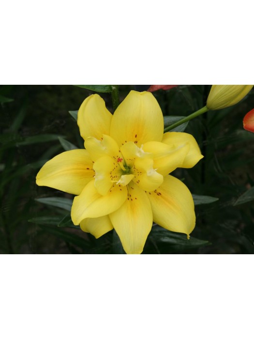 Lelija (Lot Lilium) 'Fata Morgana'-LELIJOS-SVOGŪNINĖS GĖLĖS