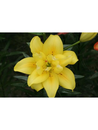 Lelija (Lot Lilium) 'Fata Morgana'-LELIJOS-SVOGŪNINĖS GĖLĖS