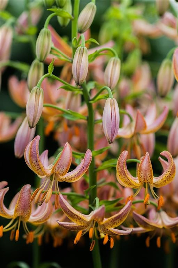 Lelija (Lot Lilium) 'Fairy Morning'-LELIJOS-SVOGŪNINĖS GĖLĖS