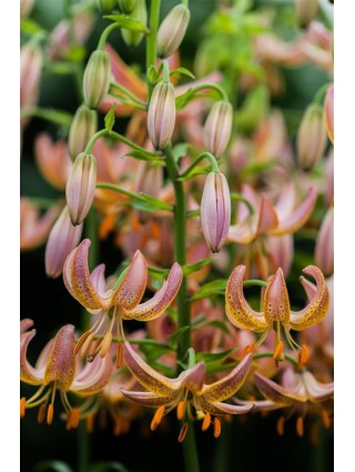 Lelija (Lot Lilium) 'Fairy Morning'-LELIJOS-SVOGŪNINĖS GĖLĖS