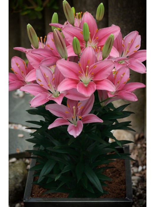 Lelija (Lot Lilium) 'Foxtrot'-LELIJOS-SVOGŪNINĖS GĖLĖS