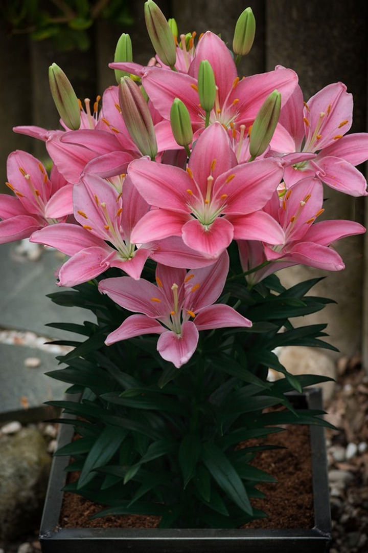 Lelija (Lot Lilium) 'Foxtrot'-LELIJOS-SVOGŪNINĖS GĖLĖS