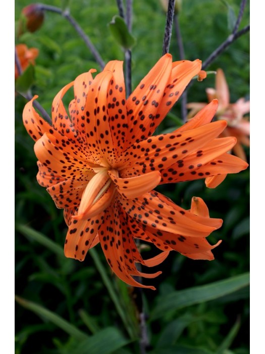 Lelija (Lot Lilium) 'Flore Pleno'-LELIJOS-SVOGŪNINĖS GĖLĖS