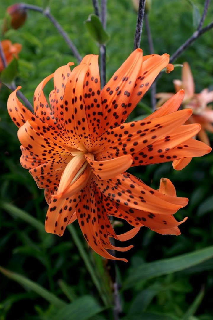 Lelija (Lot Lilium) 'Flore Pleno'-LELIJOS-SVOGŪNINĖS GĖLĖS