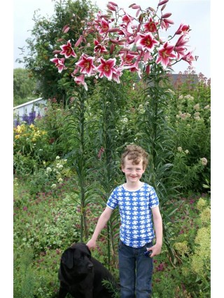 Lelija (Lot Lilium) 'Friso'-LELIJOS-SVOGŪNINĖS GĖLĖS