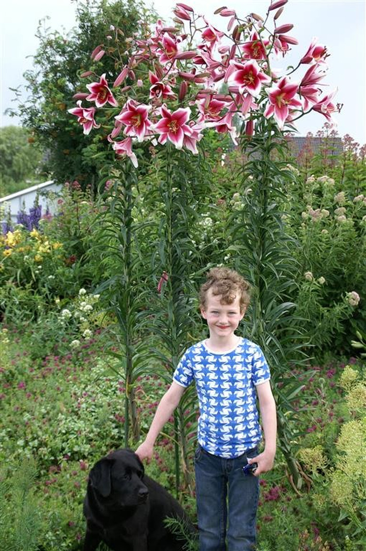 Lelija (Lot Lilium) 'Friso'-LELIJOS-SVOGŪNINĖS GĖLĖS