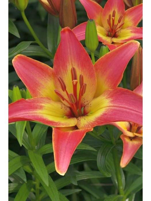 Lelija (Lot Lilium) 'Forever Summer'-LELIJOS-SVOGŪNINĖS GĖLĖS