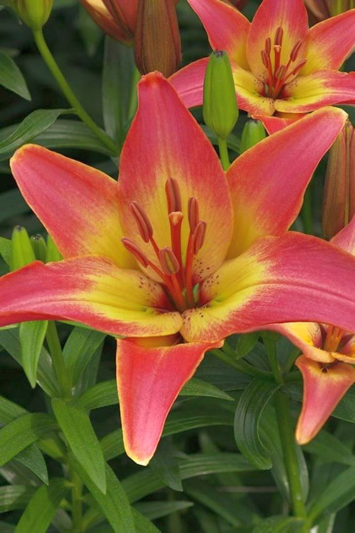 Lelija (Lot Lilium) 'Forever Summer'-LELIJOS-SVOGŪNINĖS GĖLĖS