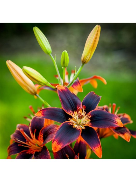 Lelija (Lot Lilium) 'Forever Susan'-LELIJOS-SVOGŪNINĖS GĖLĖS