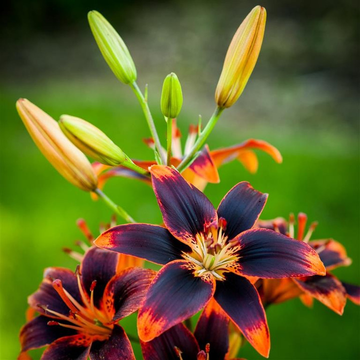 Lelija (Lot Lilium) 'Forever Susan'-LELIJOS-SVOGŪNINĖS GĖLĖS