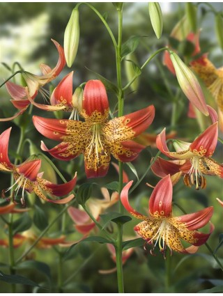 Lelija (Lot Lilium) 'Fusion'-LELIJOS-SVOGŪNINĖS GĖLĖS