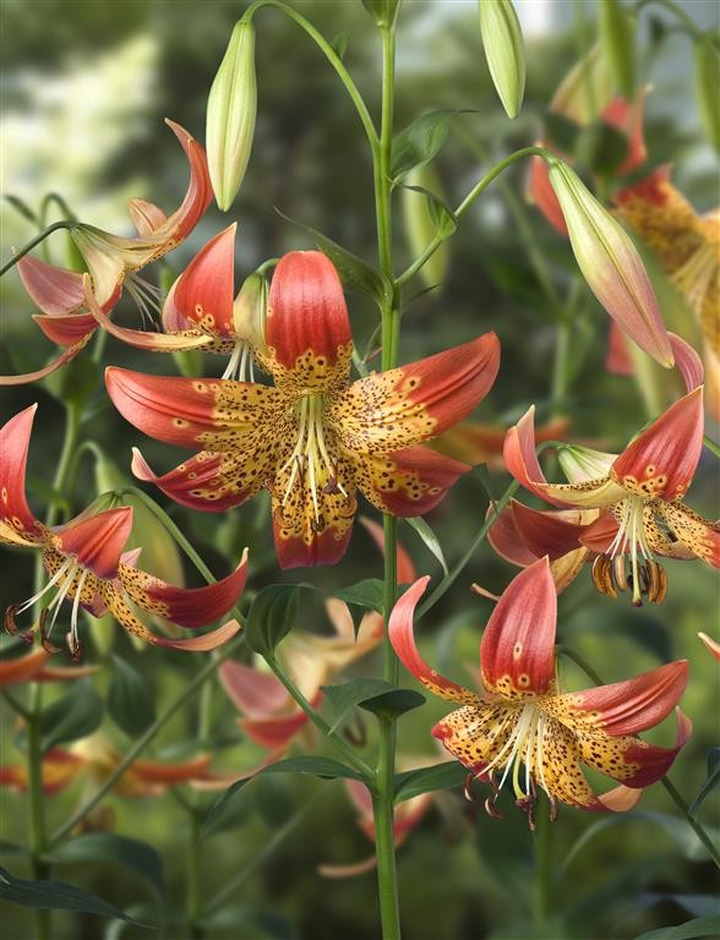 Lelija (Lot Lilium) 'Fusion'-LELIJOS-SVOGŪNINĖS GĖLĖS