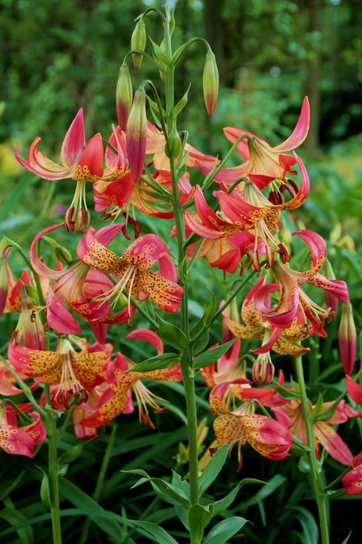 Lelija (Lot Lilium) 'Fusion'-LELIJOS-SVOGŪNINĖS GĖLĖS