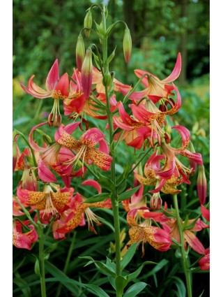 Lelija (Lot Lilium) 'Fusion'-LELIJOS-SVOGŪNINĖS GĖLĖS