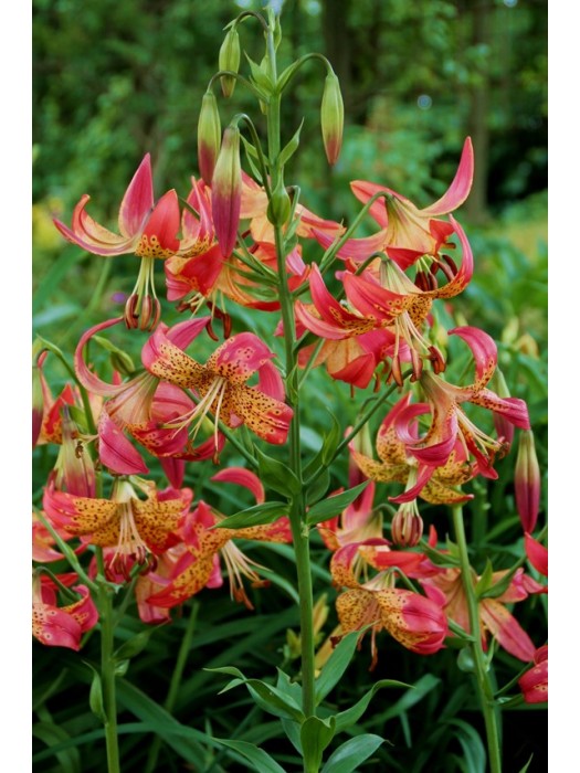 Lelija (Lot Lilium) 'Fusion'-LELIJOS-SVOGŪNINĖS GĖLĖS