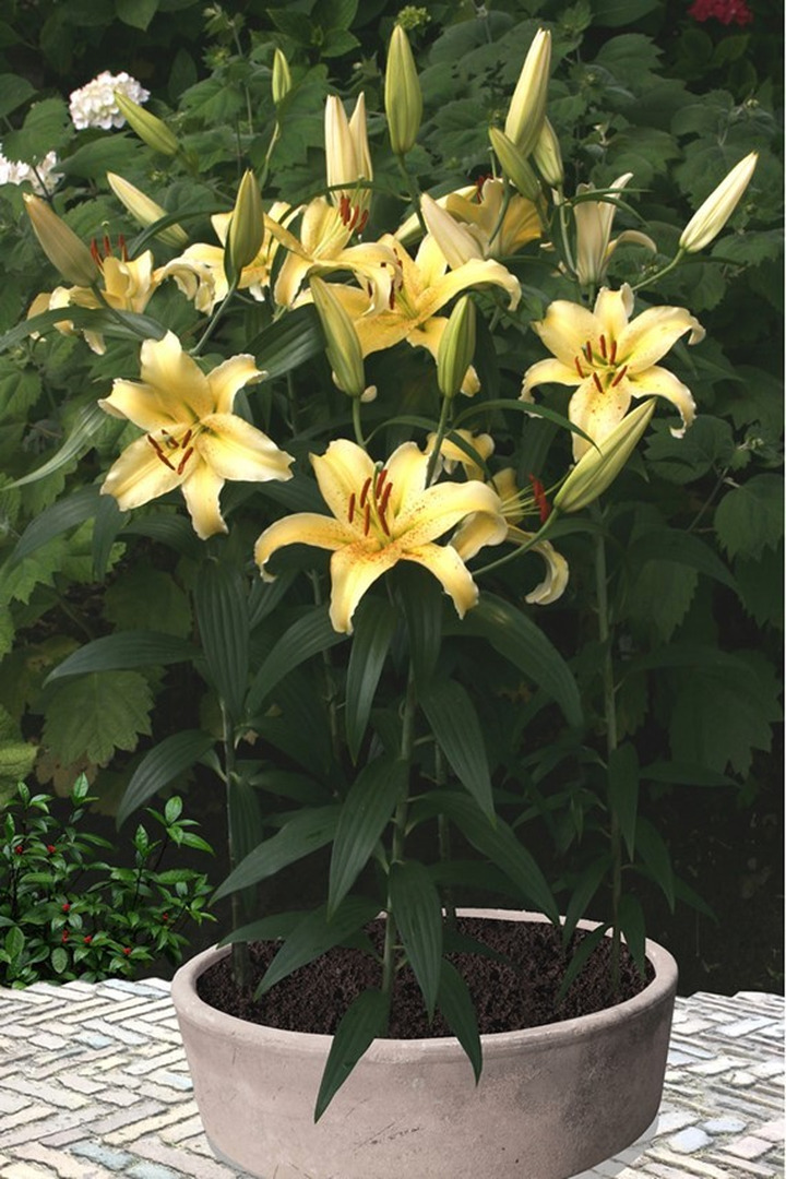Lelija (Lot Lilium) 'Gold Fever'-LELIJOS-SVOGŪNINĖS GĖLĖS