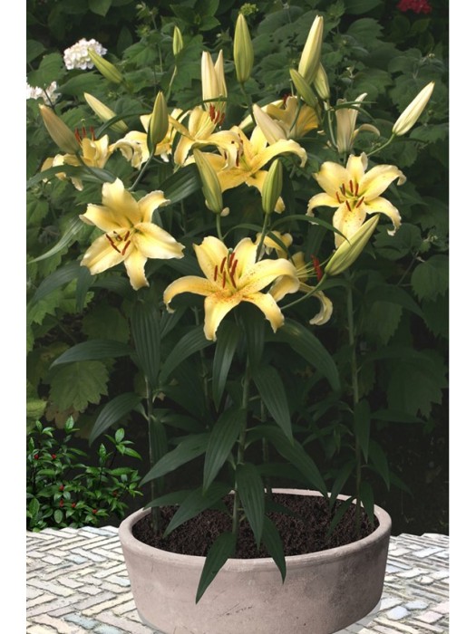 Lelija (Lot Lilium) 'Gold Fever'-LELIJOS-SVOGŪNINĖS GĖLĖS