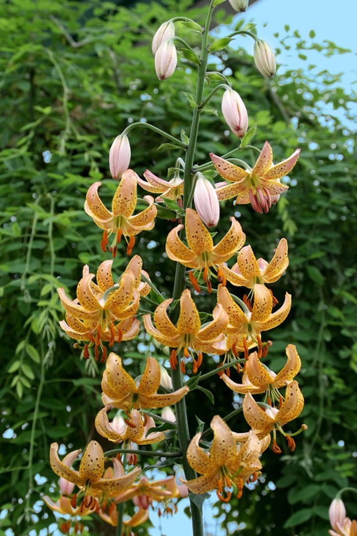 Lelija (Lot Lilium) 'Guinea Gold'-LELIJOS-SVOGŪNINĖS GĖLĖS